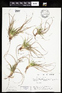 Carex umbellata image
