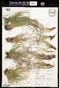 Carex umbellata image