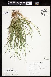 Carex umbellata image