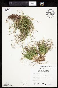 Carex umbellata image