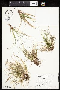 Carex umbellata image