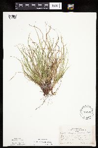 Carex umbellata image