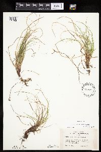 Carex umbellata image