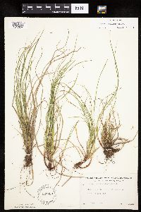 Carex umbellata image