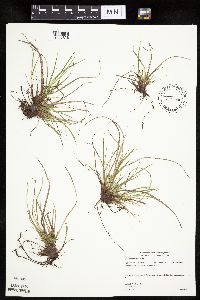 Carex umbellata image