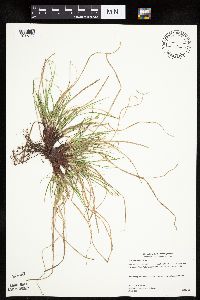 Carex umbellata image