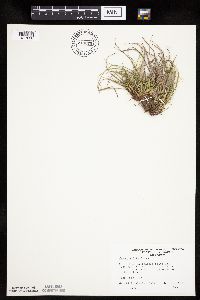 Carex umbellata image