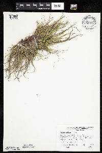 Carex umbellata image