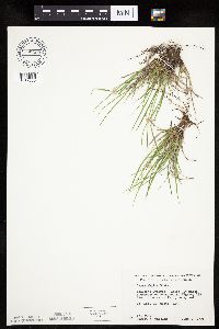 Carex umbellata image
