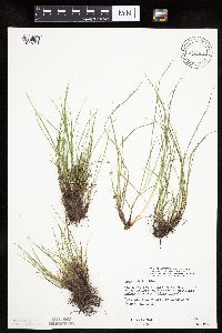 Carex umbellata image