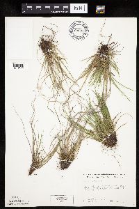 Carex umbellata image