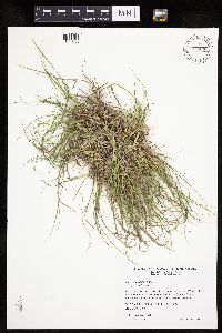 Carex umbellata image