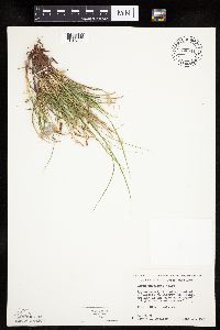 Carex umbellata image
