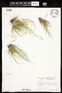 Carex umbellata image