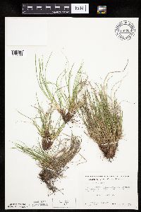 Carex umbellata image
