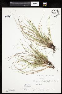 Carex umbellata image