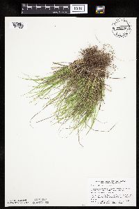 Carex umbellata image