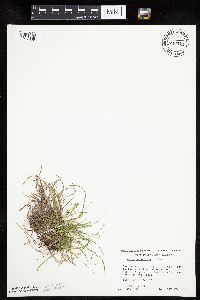Carex umbellata image