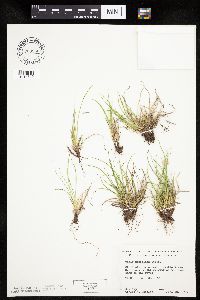 Carex umbellata image