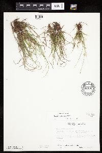 Carex umbellata image