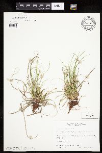 Carex umbellata image