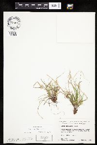 Carex umbellata image