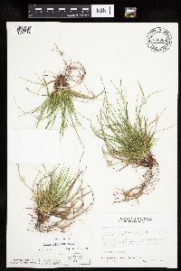 Carex umbellata image