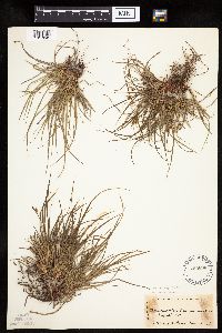 Carex umbellata image