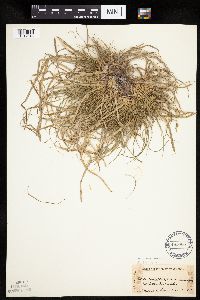 Carex umbellata image