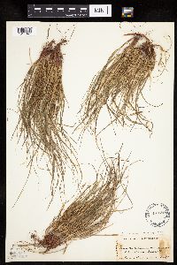 Carex umbellata image