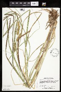 Carex utriculata image