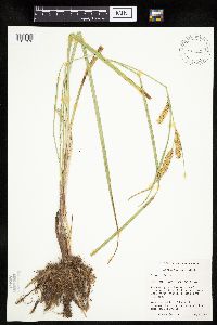 Carex utriculata image