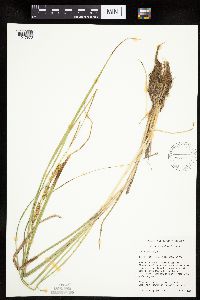 Carex utriculata image