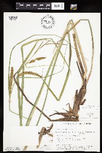 Carex utriculata image