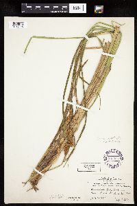 Carex utriculata image
