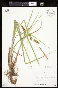 Carex utriculata image