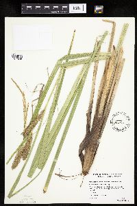 Carex utriculata image