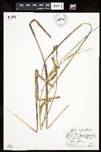 Carex utriculata image