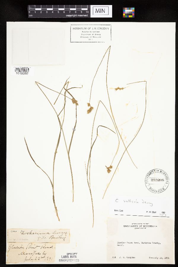 Carex vallicola image