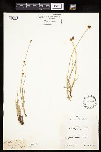 Carex vernacula image