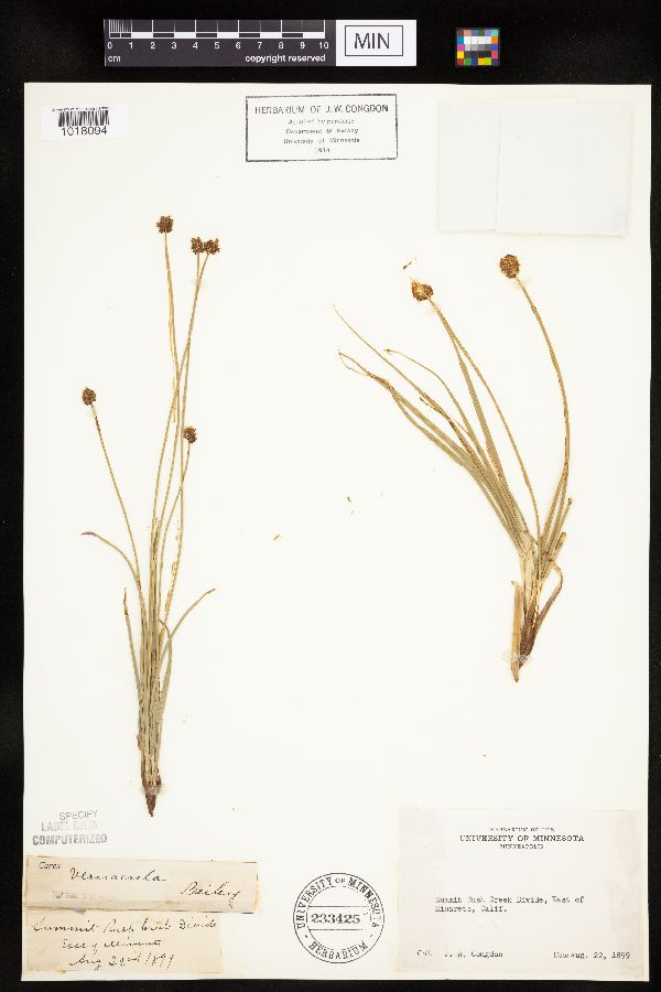 Carex vernacula image