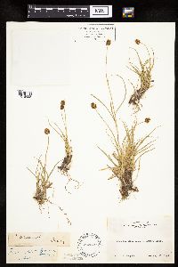 Carex vernacula image