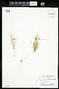 Carex viridula image