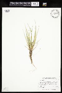 Carex viridula image