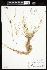 Carex viridula image