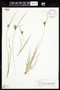Carex viridula image