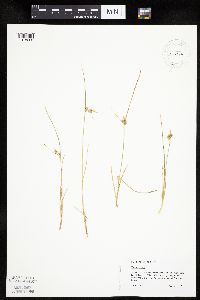 Carex viridula image