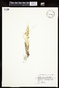 Carex viridula image