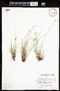 Carex viridula image