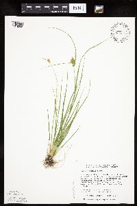 Carex viridula image